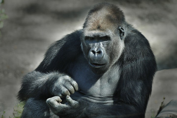 Orang Utan, Pongo pygmaeus, Portrait