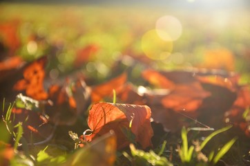 close up of fallen leafs in autumn