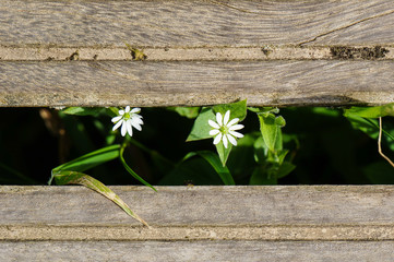 little daisy growing through a wooden hiking trail