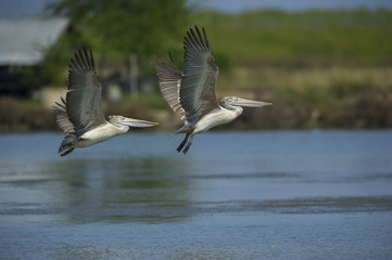 Spot-billed pelican flying