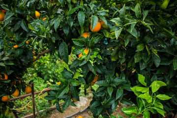 mandarin tree. concept of the growth of an orange tree. background, orange tree in the yard