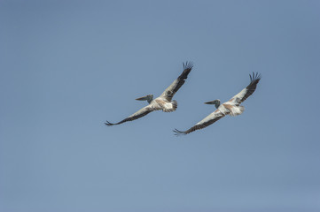 Spot-billed pelican flying