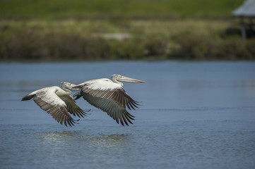 Spot-billed pelican flying