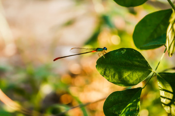Dragonfly on the leaves of grass in the evening in Thailand Surat Thani