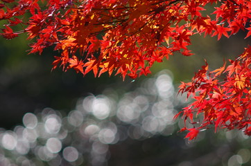 真っ赤に紅葉したもみじ
