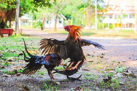 Two chickens are fighting in a temple in Surat Thani Province, Thailand