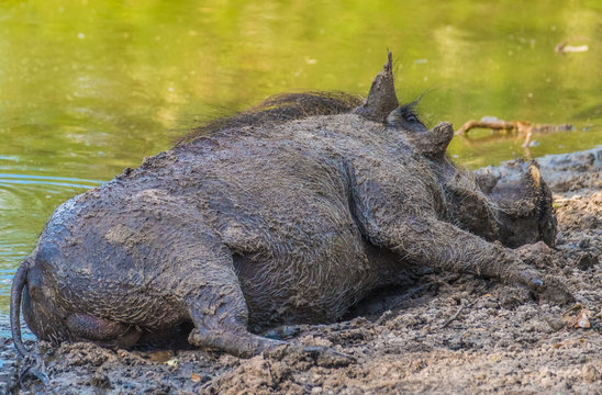 Warthogs taking a mud bath in a waterhole, Khama Rhino Sanctuary, Serowe, Botswana