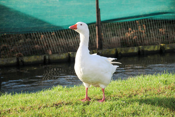 White goose on grass in Monster, Netherlands
