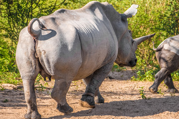 Fototapeta premium Mother white Rhino with its calf, Khama Rhino Sanctuary, Serowe, Botswana