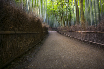  Arashiyama bamboo forest