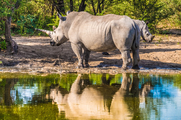 Fototapeta premium Mother white Rhino with its calf, Khama Rhino Sanctuary, Serowe, Botswana