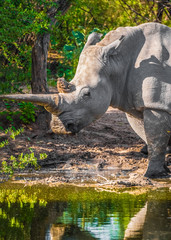 Fototapeta premium Mother white Rhino with its calf, Khama Rhino Sanctuary, Serowe, Botswana