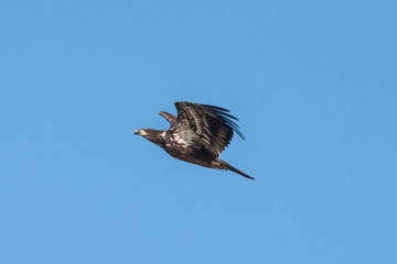 Immature Bald Eagle