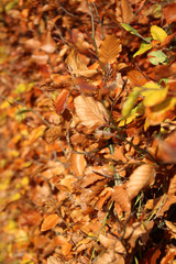brown and orange leaves on beech hedge on the streets of Nieuwerkerk aan den IJssel Netherlands