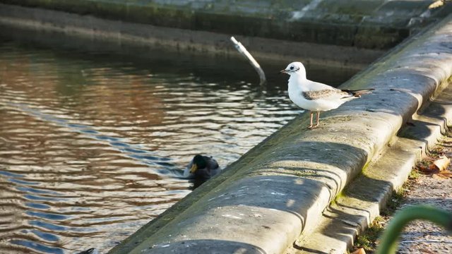 Oiseau blanc qui s'envole au dessus d'un lac