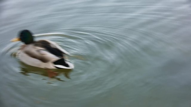 3 canards qui se suivent dans un lac