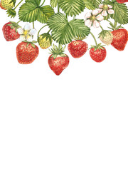 Vertical banners with ripe red berry strawberry on white background. Design for packaging, natural cosmetics, health care products. With place for text.