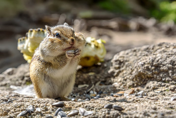 chipmunk sunflower seeds eats
