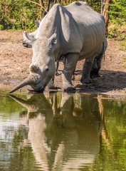 Fototapeta premium Mother white Rhino with its calf, Khama Rhino Sanctuary, Serowe, Botswana