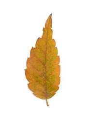 黄葉したケヤキの葉