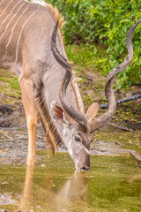 Male greater Kudu, Khama Rhino Sanctuary, Serowe, Botswana
