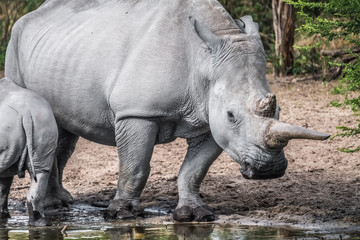 Naklejka premium Mother white Rhino with its calf, Khama Rhino Sanctuary, Serowe, Botswana