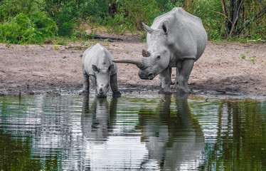 Fototapeta premium Mother white Rhino with its calf, Khama Rhino Sanctuary, Serowe, Botswana
