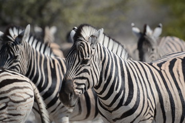 Fototapeta na wymiar Zebra in Etosha