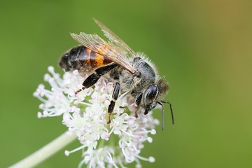 Western honey bee, Apis mellifera, important pollinator