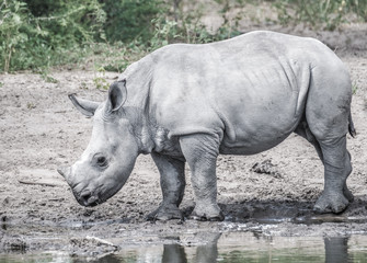 Obraz premium Mother white Rhino with its calf, Khama Rhino Sanctuary, Serowe, Botswana