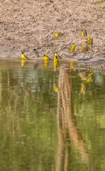 Cape weavers, Khama Rhino Sanctuary, Serowe, Botswana
