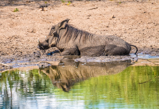 Warthogs taking a mud bath in a waterhole, Khama Rhino Sanctuary, Serowe, Botswana