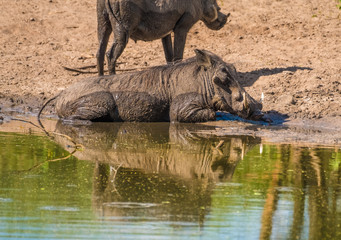 Fototapeta premium Warthogs taking a mud bath in a waterhole, Khama Rhino Sanctuary, Serowe, Botswana