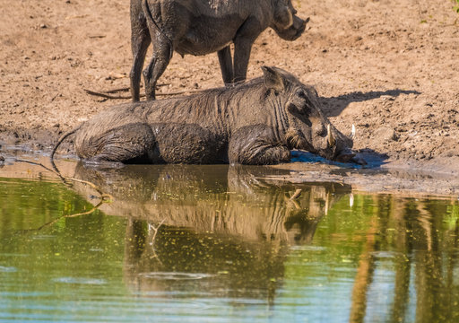 Warthogs taking a mud bath in a waterhole, Khama Rhino Sanctuary, Serowe, Botswana