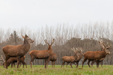 Naklejka na ściany i meble Red deer stags herd on grass meadow