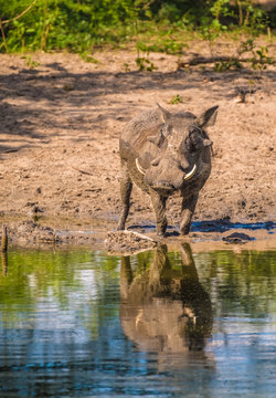 Warthogs taking a mud bath in a waterhole, Khama Rhino Sanctuary, Serowe, Botswana