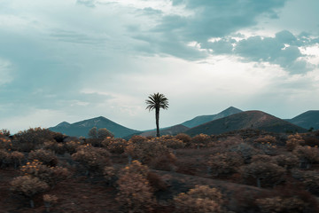 On the road desertic landscape with mountains and palm tree over Timanfaya National Park in Lanzarote, Canary Islands