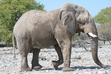 Elephant in  Etosha