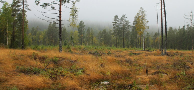 Fototapeta Berglagen Forest,Sweden
