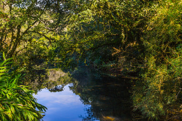 Obraz na płótnie Canvas River in the forest in Gramado