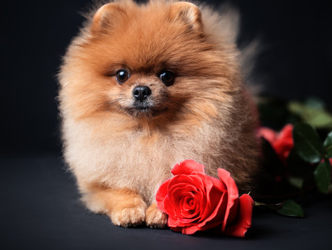 Pomeranian dog with purple roses on dark background. Portrait of a dog in a low key. Dog with flowers