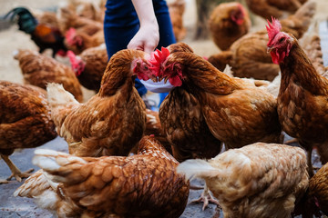 Farmer holding animal feed in white bowl for many chicken (hen) on vintage floor for animal background or texture - chicken farm business concept.