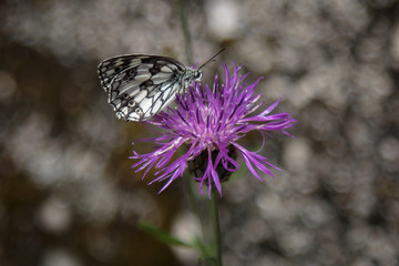 Beautiful Butterfly on Violet Rhaponticum and Blurred Background