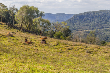 Fototapeta na wymiar Cows in a farm in Gramado