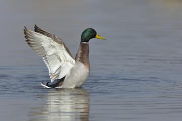 Germano reale maschio 
