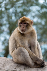 Naklejka na ściany i meble Berber monkey at Gibraltar