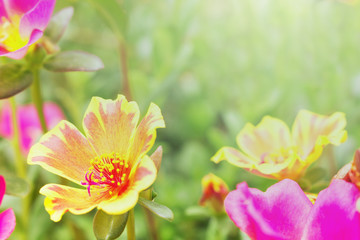 beautiful flowers garden with sunlight spring