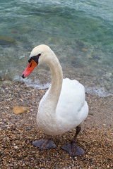 The white swan comes out of the water to the shore and looks at the photographer. Wild swan bird close-up on the shores of Lake Garda, the town of Sirmione, Italy