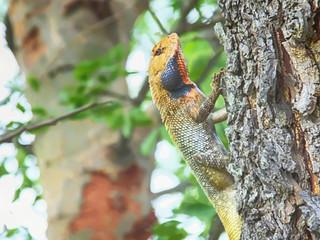 Lizard Climbing a Tree