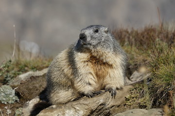 Marmotta